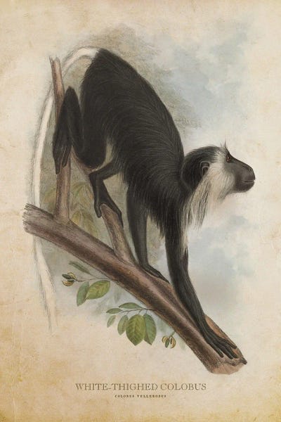Vintage Animal Illustrations: Vintage White-Thighed Colobus by Aged Pixel