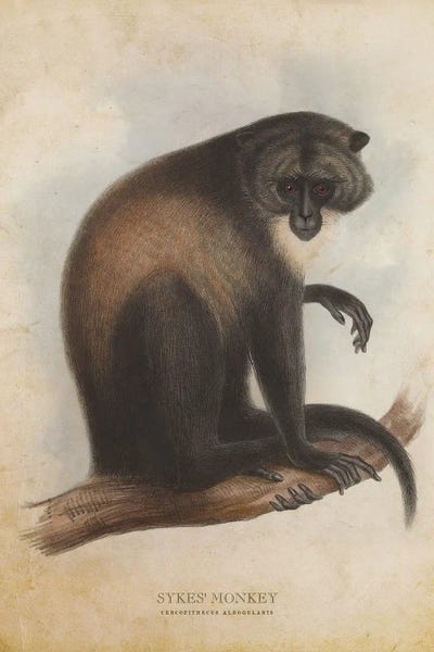 Vintage Sykes Monkey by Aged Pixel acrylic art print