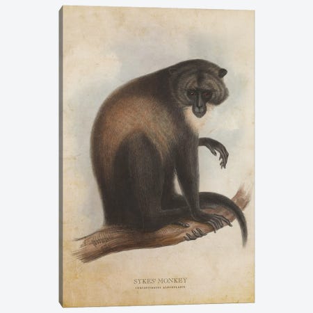 Vintage Sykes Monkey Canvas Print #ADP3407} by Aged Pixel Canvas Wall Art