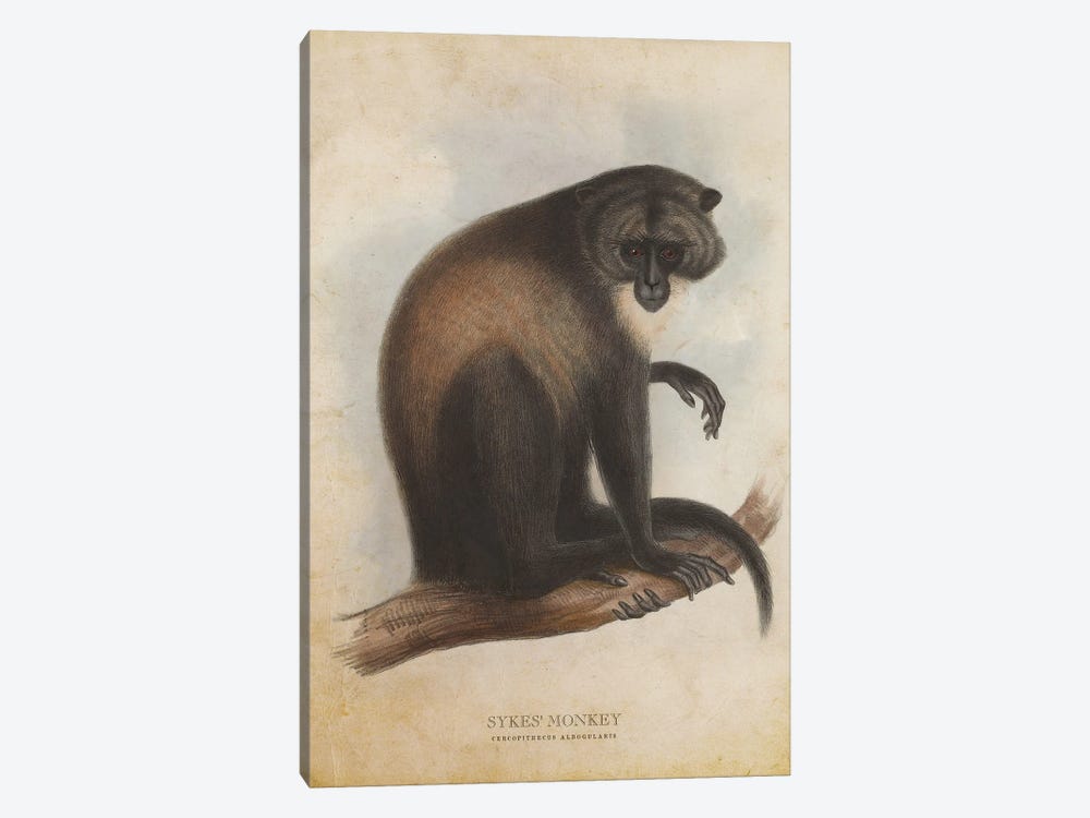 Vintage Sykes Monkey by Aged Pixel 1-piece Canvas Artwork