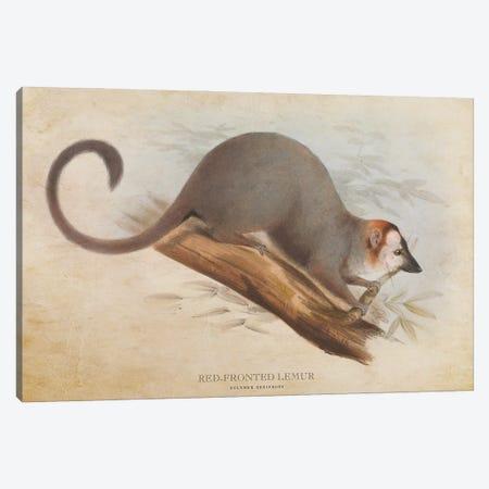 Vintage Red-Fronted Lemur Canvas Print #ADP3408} by Aged Pixel Canvas Art Print