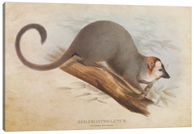 Vintage Red-Fronted Lemur Canvas Art Print - Lemur Art