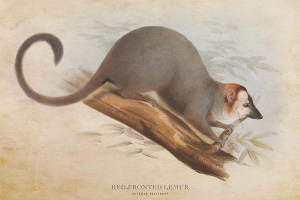 Lemurs: Vintage Red-Fronted Lemur by Aged Pixel