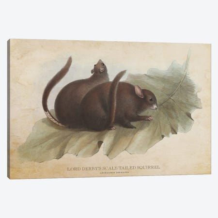 Vintage Lord Derby's Scaly-Tailed Squirrel Canvas Print #ADP3409} by Aged Pixel Art Print