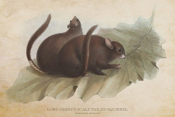 Vintage Lord Derby's Scaly-Tailed Squirrel