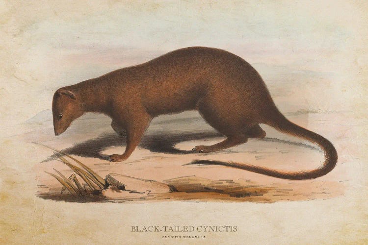 Vintage Black-Tailed Cynictis by Aged Pixel wall art