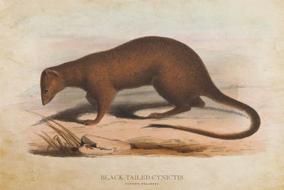 Mongooses