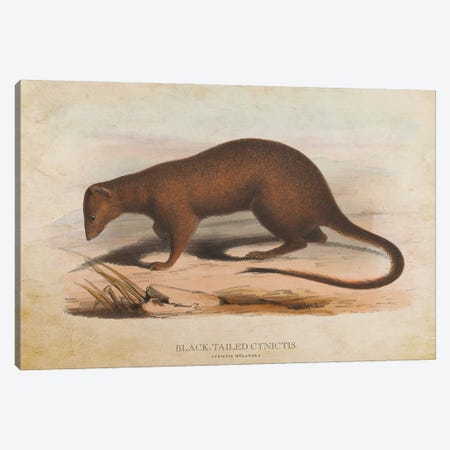Vintage Black-Tailed Cynictis Canvas Print #ADP3410} by Aged Pixel Canvas Wall Art
