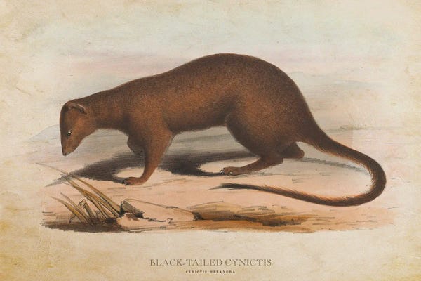 Mongooses