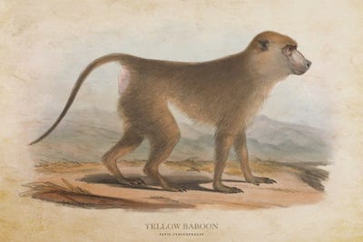 Vintage Yellow Baboon by Aged Pixel canvas print