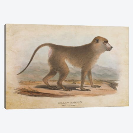 Vintage Yellow Baboon Canvas Print #ADP3411} by Aged Pixel Canvas Wall Art