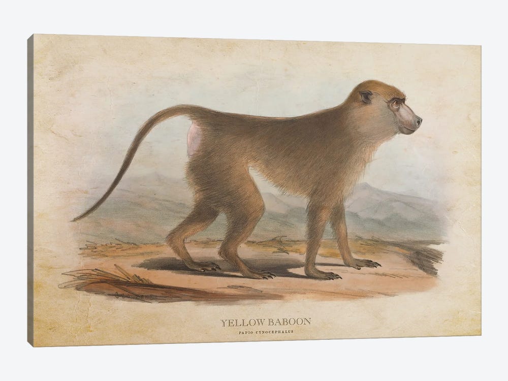 Vintage Yellow Baboon by Aged Pixel 1-piece Canvas Print