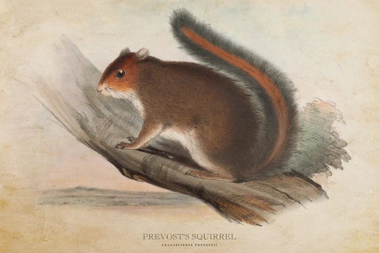 Vintage Prevost's Squirrel by Aged Pixel wall art