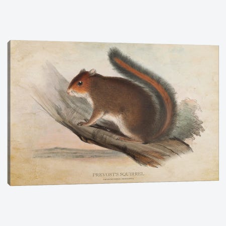 Vintage Prevost's Squirrel Canvas Print #ADP3412} by Aged Pixel Canvas Artwork