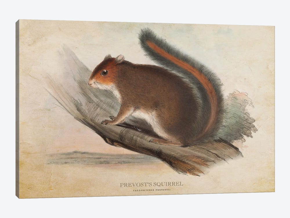 Vintage Prevost's Squirrel by Aged Pixel 1-piece Canvas Art