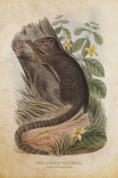 Squirrels: Vintage Red-Armed Squirrel by Aged Pixel