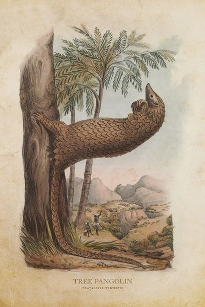 Vintage Animal Illustrations: Vintage Tree Pangolin by Aged Pixel
