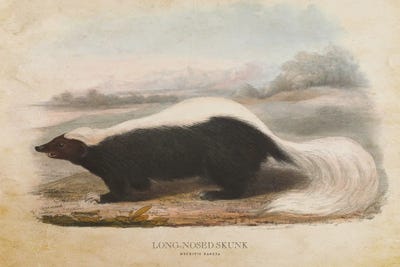 Vintage Long-Nosed Skunk by Aged Pixel canvas print