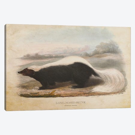 Vintage Long-Nosed Skunk Canvas Print #ADP3416} by Aged Pixel Canvas Art Print