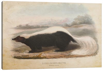 Vintage Long-Nosed Skunk Canvas Art Print - Skunks