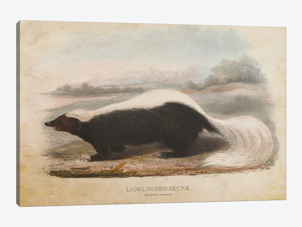 Vintage Long-Nosed Skunk by Aged Pixel 1-piece Canvas Wall Art