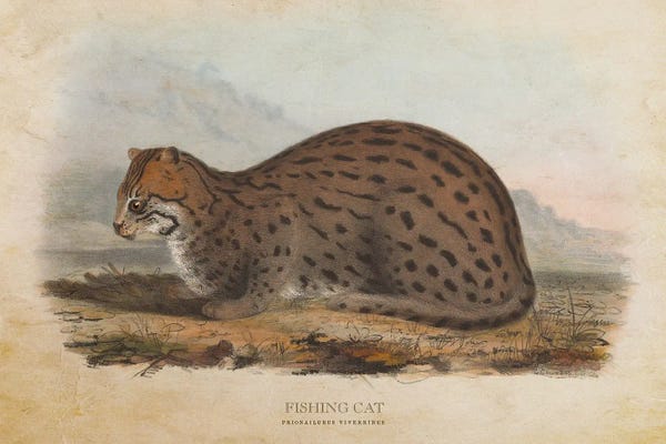 Vintage Animal Illustrations: Vintage Fishing Cat by Aged Pixel