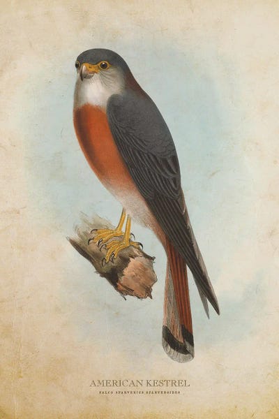 Vintage American Kestrel by Aged Pixel canvas print