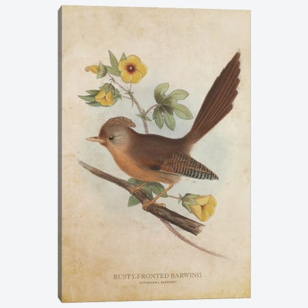 Vintage Rusty-Fronted Barwing Canvas Print #ADP3419} by Aged Pixel Canvas Wall Art