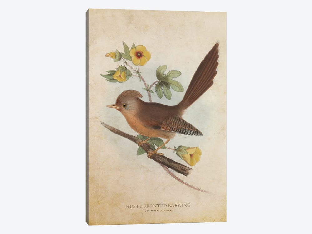 Vintage Rusty-Fronted Barwing by Aged Pixel 1-piece Canvas Art Print