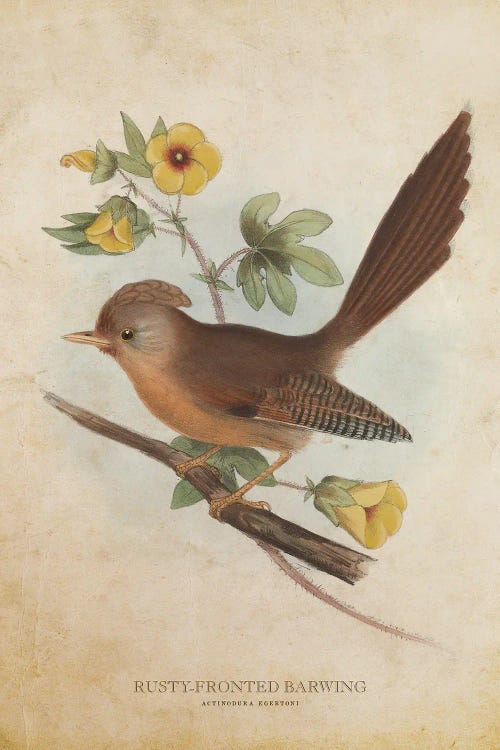 Vintage Rusty-Fronted Barwing by Aged Pixel wall art