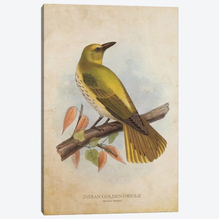 Vintage Indian Golden Oriole Canvas Print #ADP3420} by Aged Pixel Canvas Print