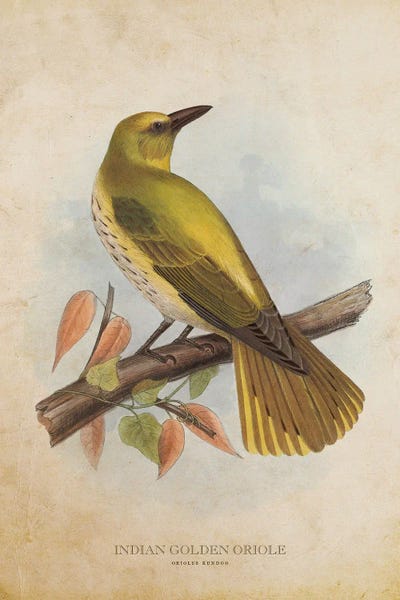 Animal Illustrations: Vintage Indian Golden Oriole by Aged Pixel