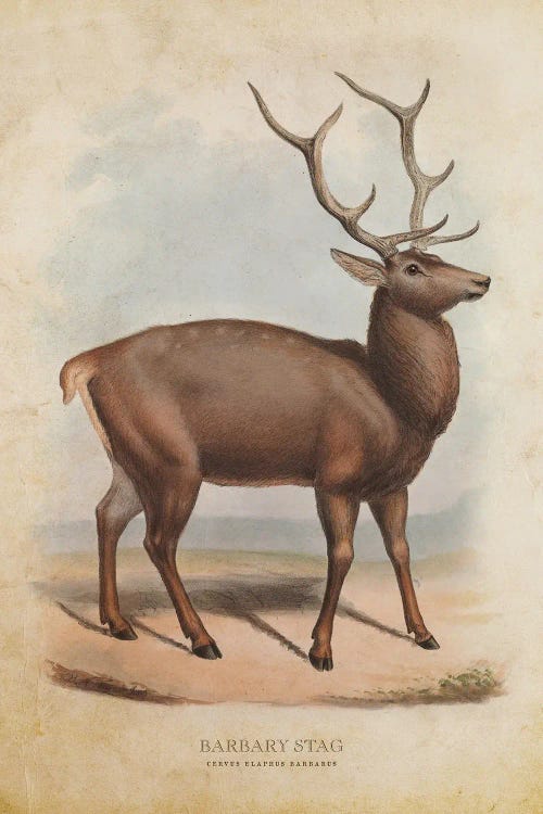 Vintage Barbary Stag by Aged Pixel wall art