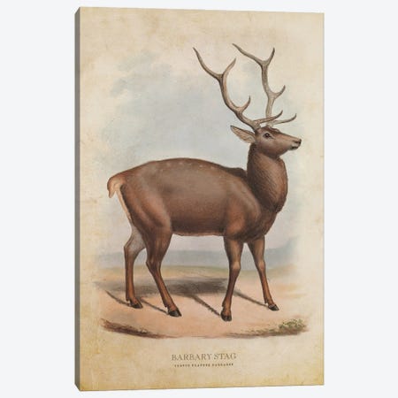 Vintage Barbary Stag Canvas Print #ADP3421} by Aged Pixel Canvas Print