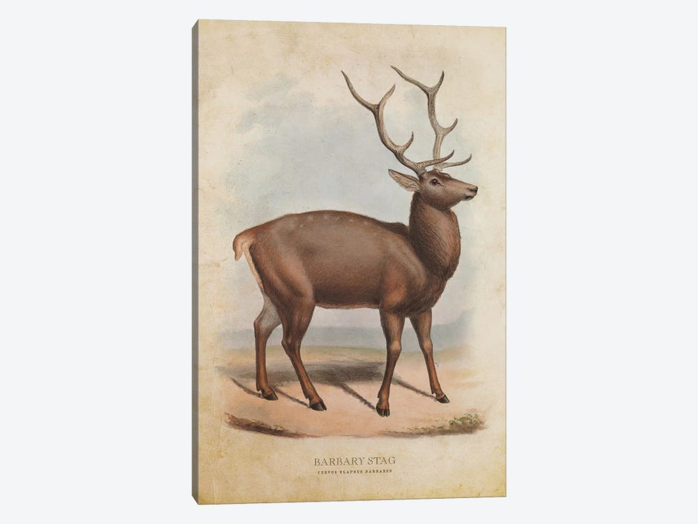 Vintage Barbary Stag by Aged Pixel 1-piece Canvas Artwork