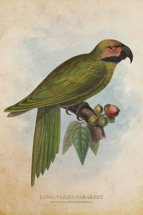 Vintage Long-Tailed Parakeet by Aged Pixel wall art