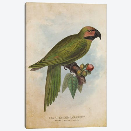 Vintage Long-Tailed Parakeet Canvas Print #ADP3423} by Aged Pixel Art Print