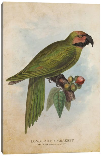 Vintage Long-Tailed Parakeet Canvas Art Print - Parakeet Art