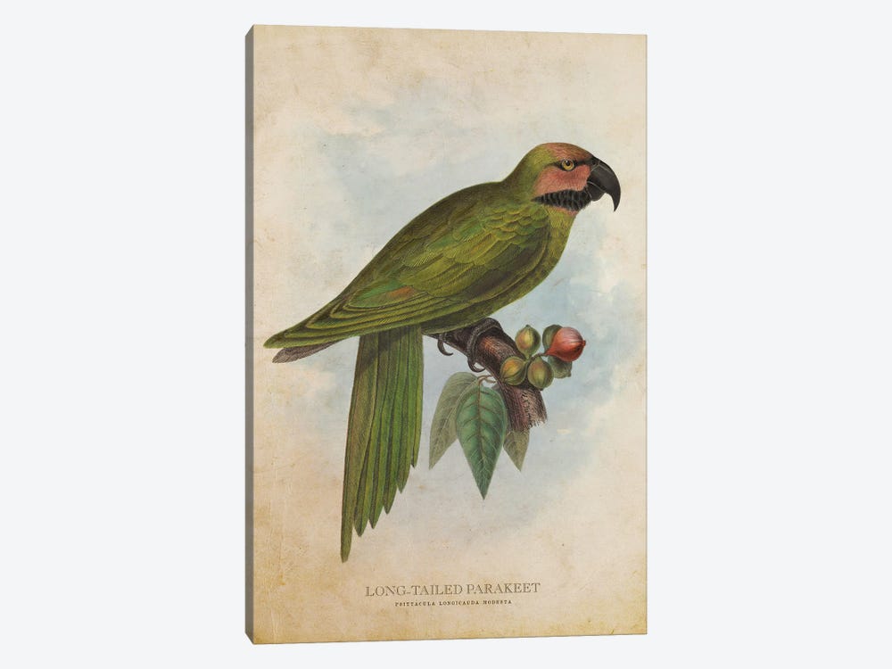 Vintage Long-Tailed Parakeet by Aged Pixel 1-piece Canvas Wall Art