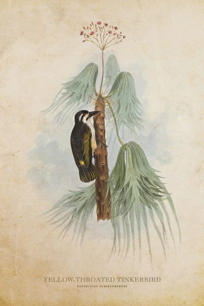 Vintage Yellow-Throated Tinkerbird by Aged Pixel canvas print