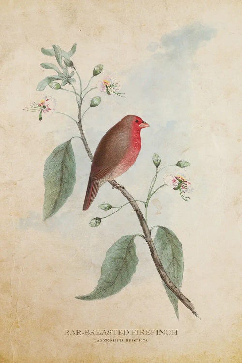 Vintage Bar-Breasted Firefinch