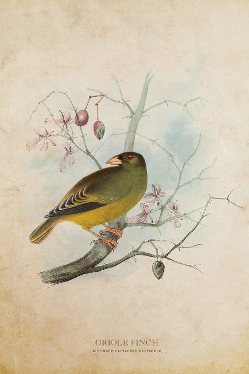 Vintage Oriole Finch