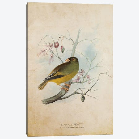 Vintage Oriole Finch Canvas Print #ADP3426} by Aged Pixel Canvas Wall Art