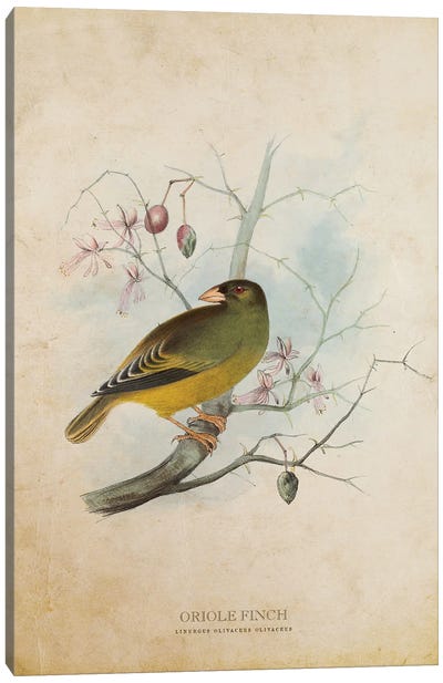 Vintage Oriole Finch Canvas Art Print - Finch Art