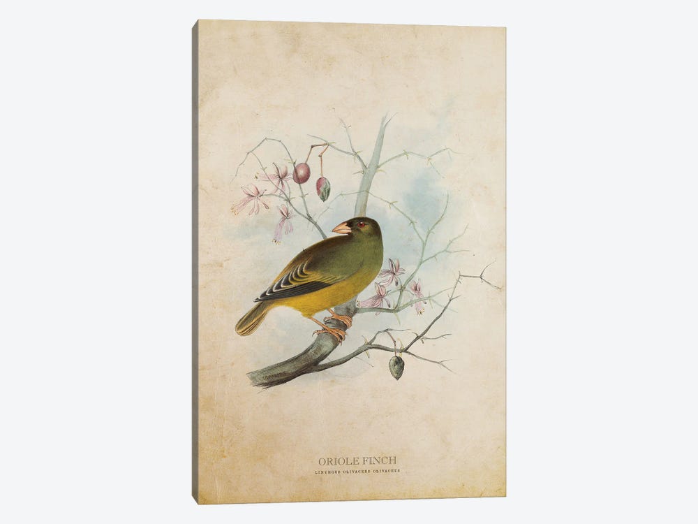 Vintage Oriole Finch by Aged Pixel 1-piece Canvas Art Print