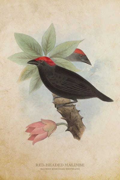 Vintage Red-Headed Malimbe by Aged Pixel canvas print