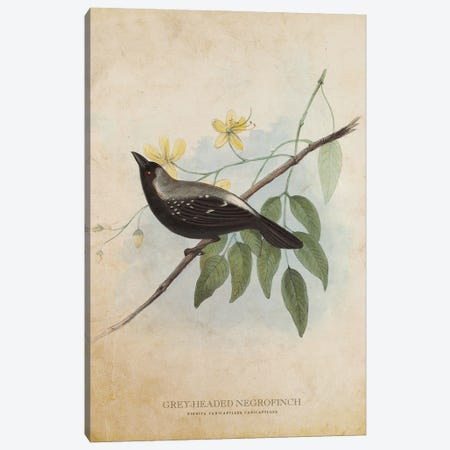 Vintage Grey-Headed Negrofinch Canvas Print #ADP3428} by Aged Pixel Canvas Print