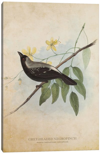 Vintage Grey-Headed Negrofinch Canvas Art Print - Finch Art