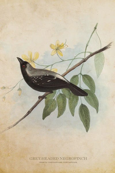 Illustrations: Vintage Grey-Headed Negrofinch by Aged Pixel