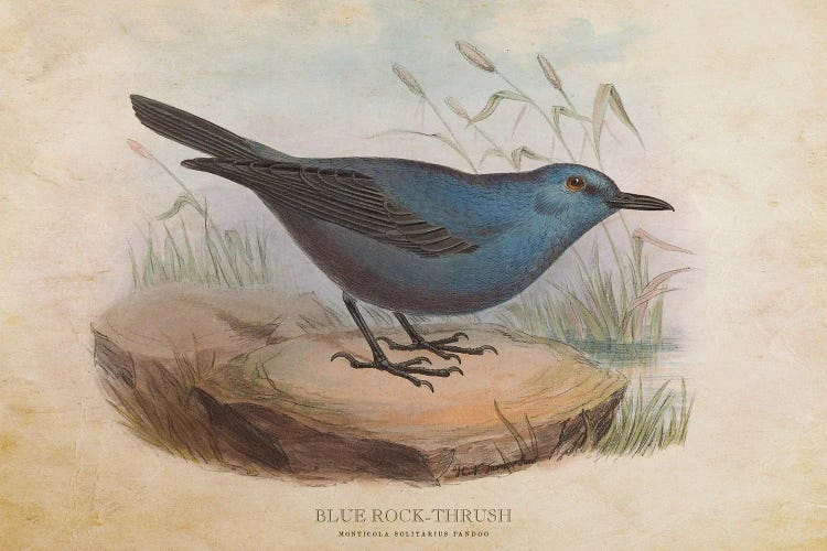 Vintage Blue Rock-Thrush by Aged Pixel wall art